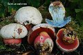 Rubroboletus satanas-amf352